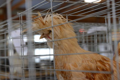 Close-up of bird in cage