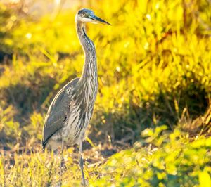 Gray heron on field