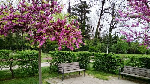 Flower trees against the sky