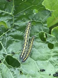 High angle view of insect on leaf