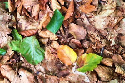 High angle view of leaves on plant