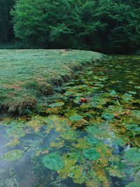 Scenic view of lake in forest