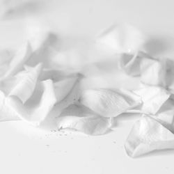 Close-up of white flowers