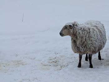 Sheep on snow covered land