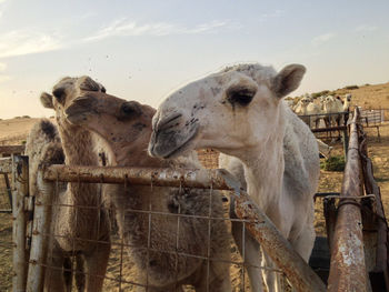 Camel of the qassim desert, saudi arabia the camel