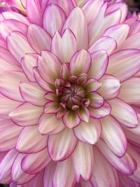 Full frame shot of pink dahlia