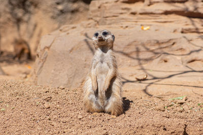 meerkat