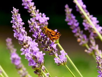 Close-up of butterfly pollinating on purple flower