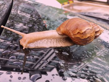 Close-up of snail