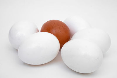 High angle view of eggs against white background