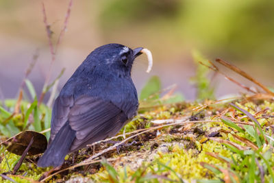 Close-up of bird perching on a field