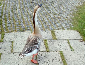 Bird in water