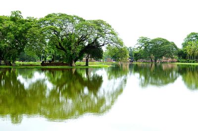 Reflection of trees in water