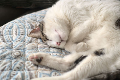 Close-up of cat sleeping