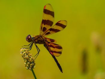 Close-up of insect on plant