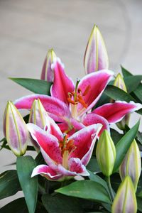 Close-up of pink day lily blooming outdoors