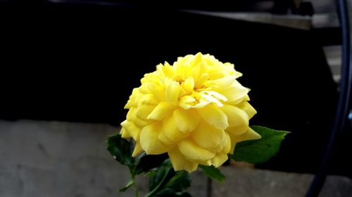 Close-up of yellow flower blooming against black background