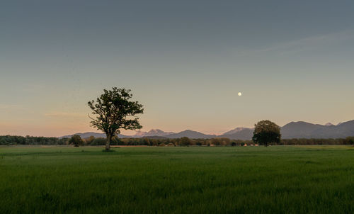 Scenic view of field against sky during sunset