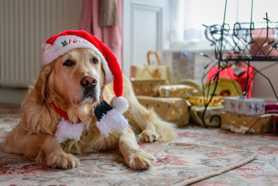 Portrait of dog sitting at home