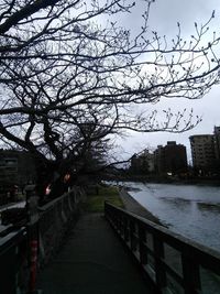 Trees in city against sky