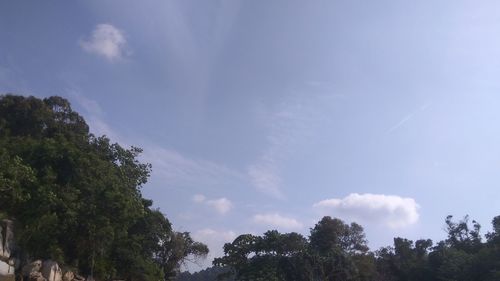 Low angle view of trees against sky