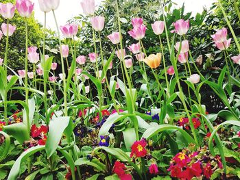 Close-up of pink flowering plants