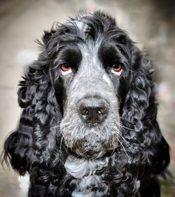 Close-up portrait of black dog