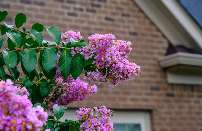 Close-up of pink flowering plant against building