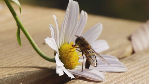 Close-up of bee on white flower