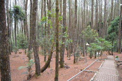 Trees growing in forest