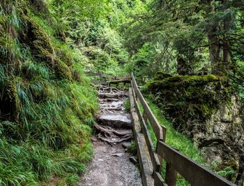 Footpath amidst trees in forest