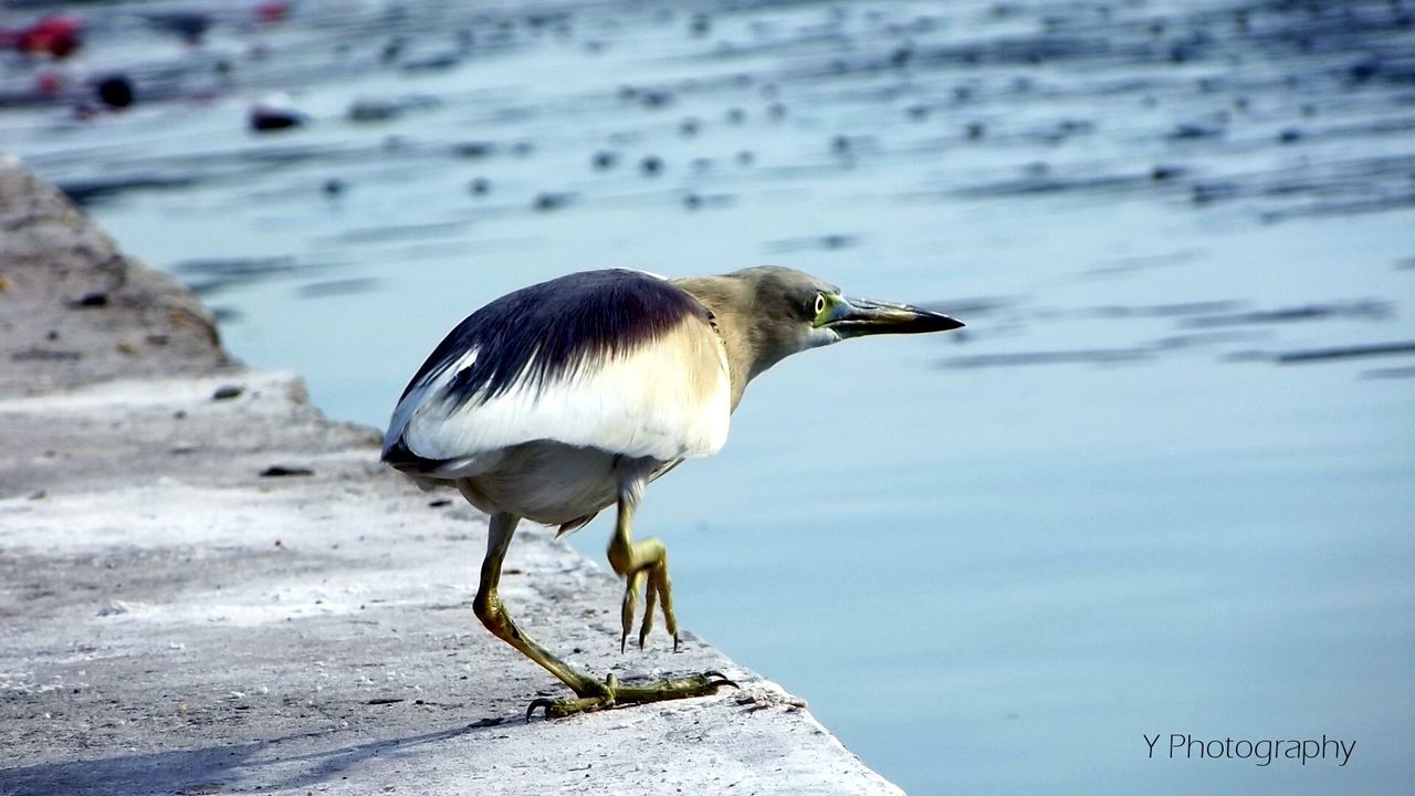 animal themes, bird, animals in the wild, wildlife, one animal, water, full length, side view, focus on foreground, nature, lake, seagull, beak, close-up, perching, outdoors, day, no people, zoology, sunlight