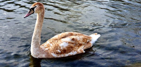 Swan swimming in lake