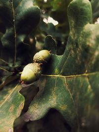 Close-up of berries growing on tree