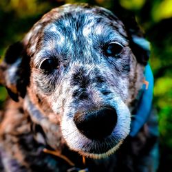 Close-up portrait of dog