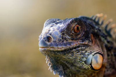 Close-up of iguana