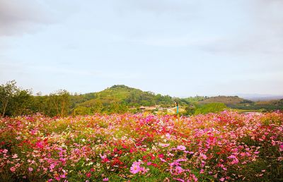 Close-up of fresh flowers blooming in field against sky