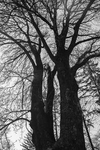 Low angle view of bare tree against sky