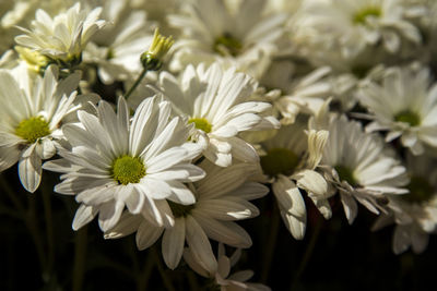 Close-up of white daisy flowers