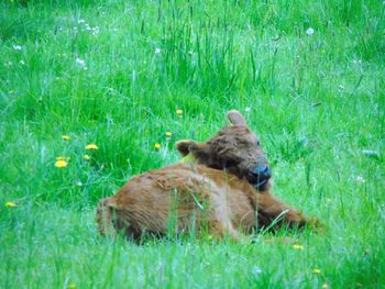 Lion sitting on field