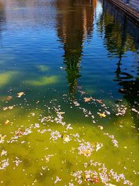 High angle view of flowers floating on water