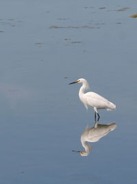 Bird on a lake