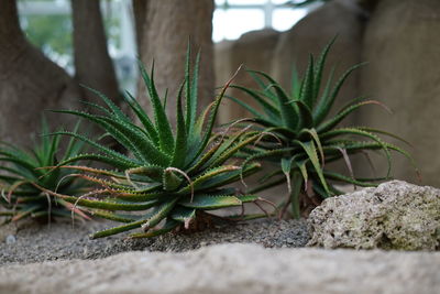 Close-up of potted plant on field