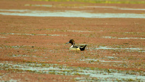 Side view of a bird on a lake field with water plants