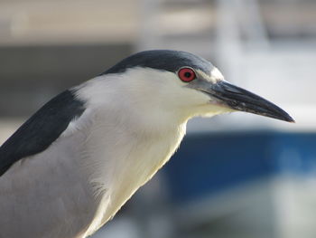 Side view of black crowned night heron