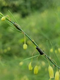Close-up of damselfly on plant