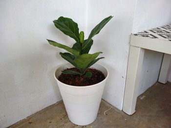 High angle view of potted plant against wall