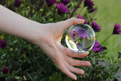 Close-up of hand holding purple flower