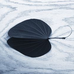 Close-up of plant against white background