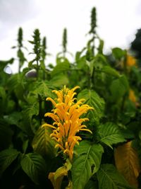 Close-up of yellow flowers blooming outdoors